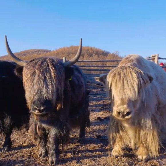 Yak Wool Beanie | best beanie for warmth | winter hat | soft cozy wool beanie - Picture 8 of 9